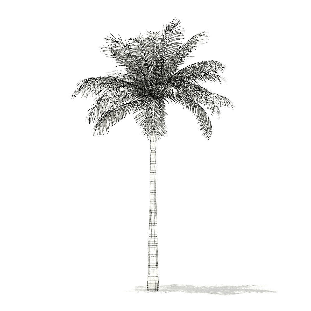 Bottle Palm Tree 3D Model 6m 3D model_3