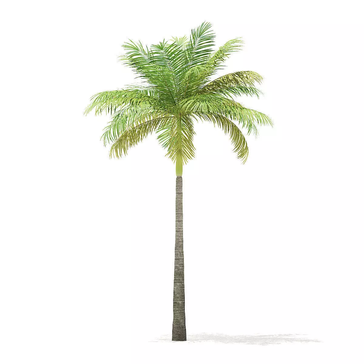Bottle Palm Tree 3D Model 6m 3D model_0