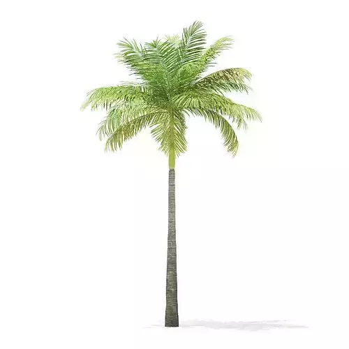 Bottle Palm Tree 3D Model 6m