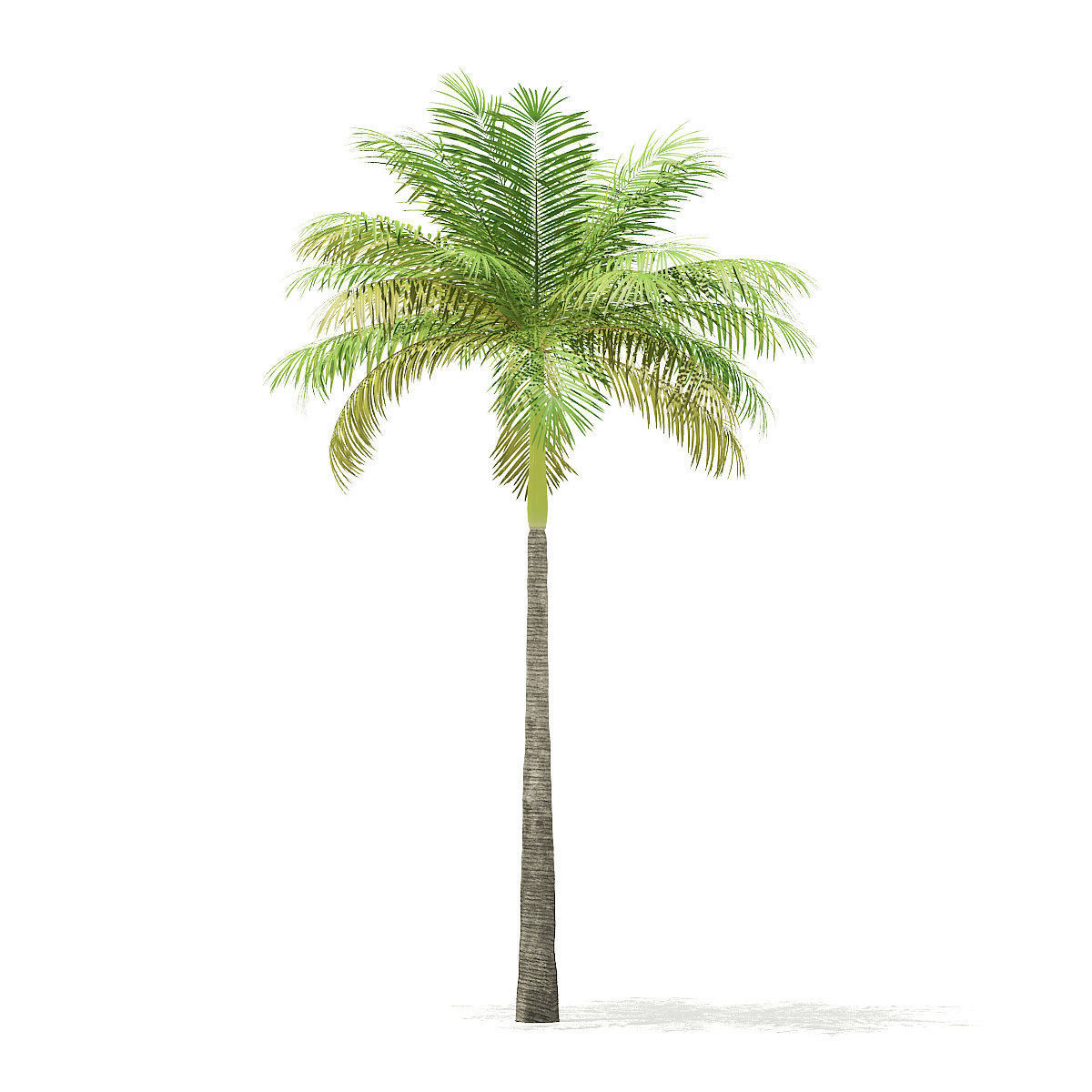 Bottle Palm Tree 3D Model 6m 3D model_4