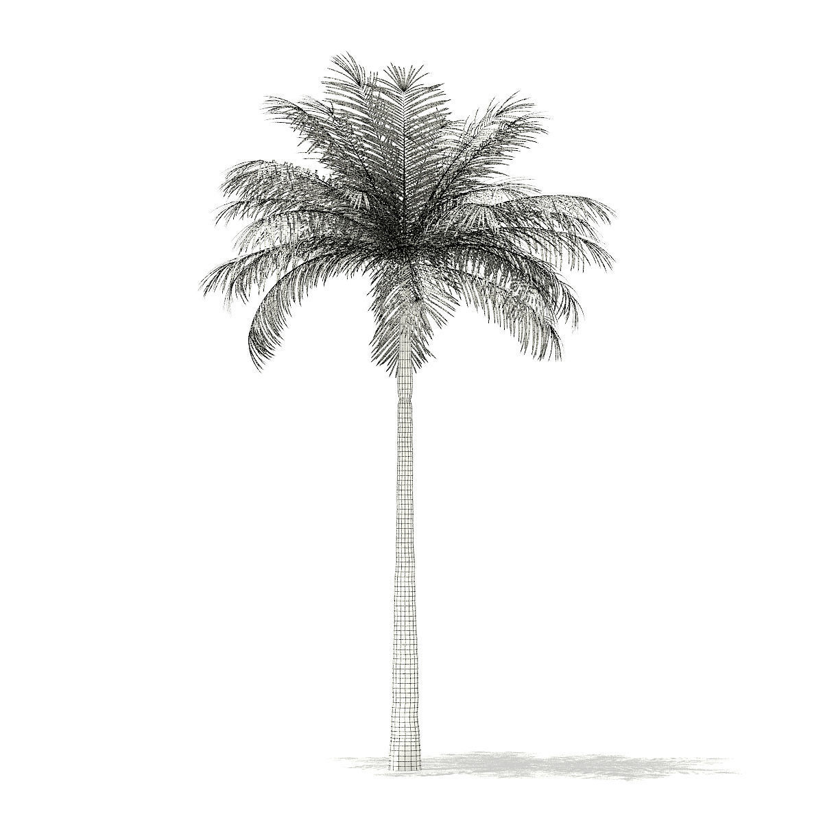 Bottle Palm Tree 3D Model 6m 3D model_7