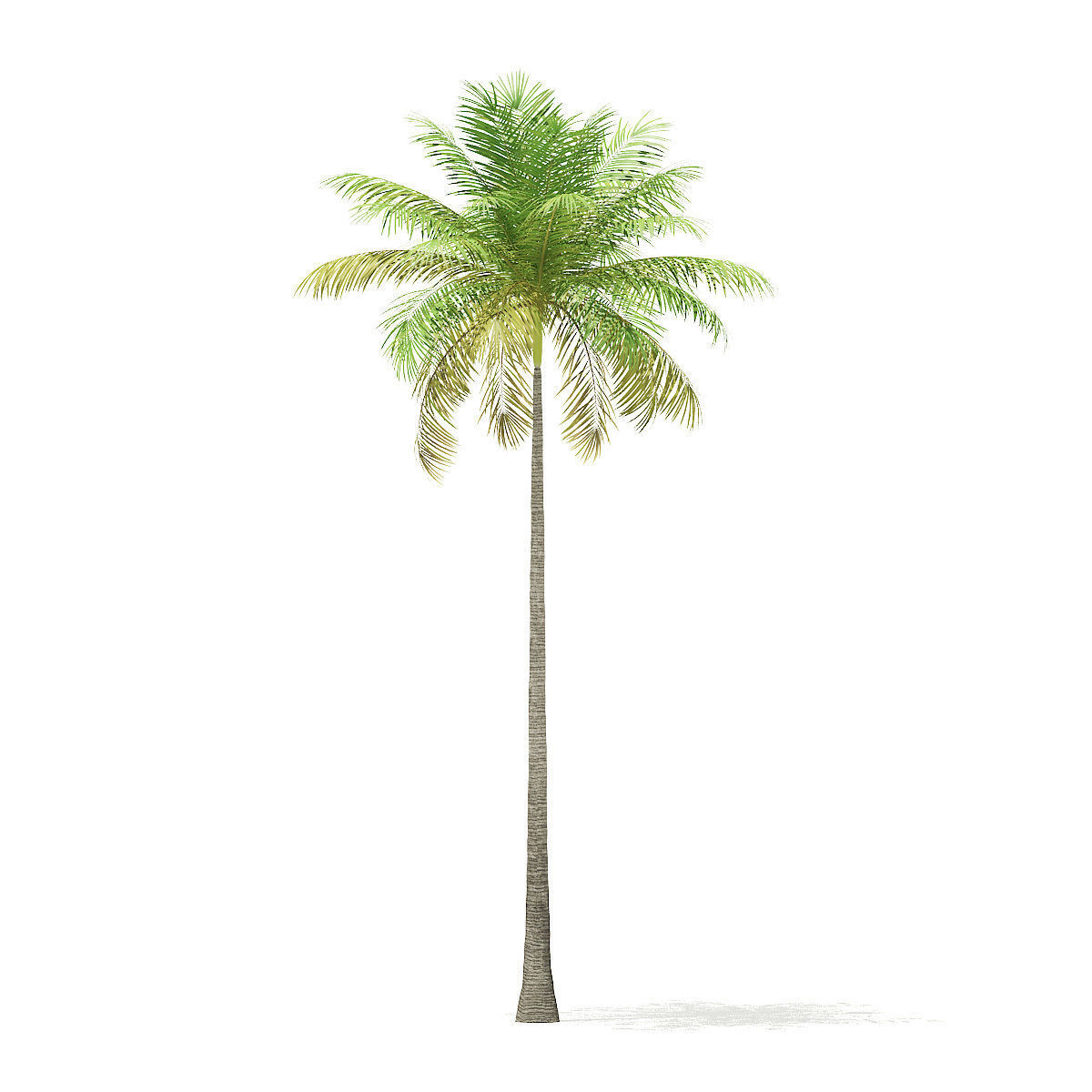 Bottle Palm Tree 3D Model 8m 3D model_6