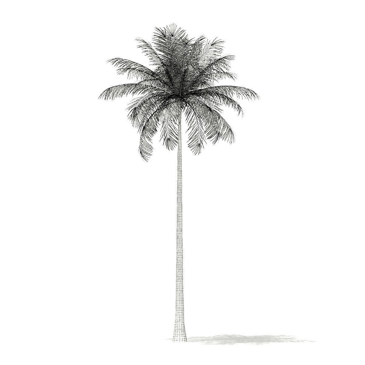 Bottle Palm Tree 3D Model 8m 3D model_1