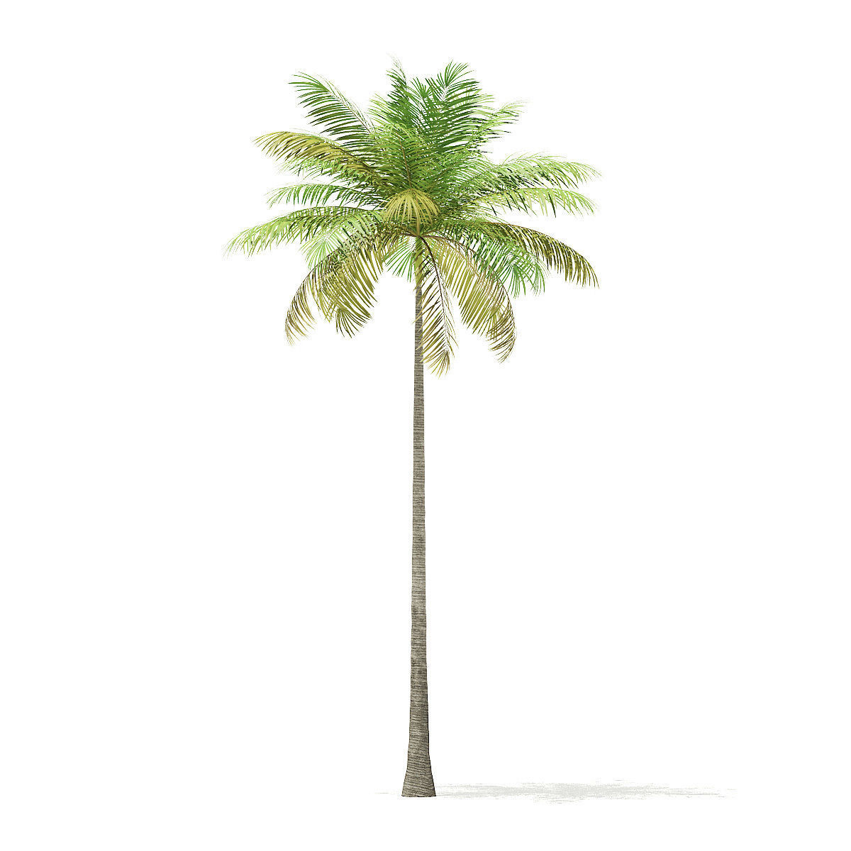 Bottle Palm Tree 3D Model 8m 3D model_4
