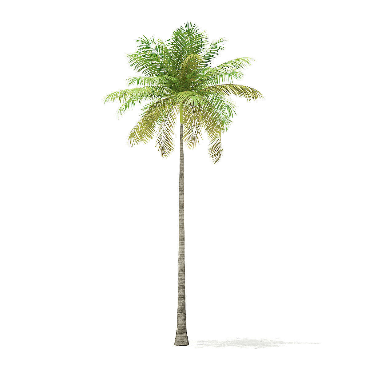Bottle Palm Tree 3D Model 8m 3D model_2