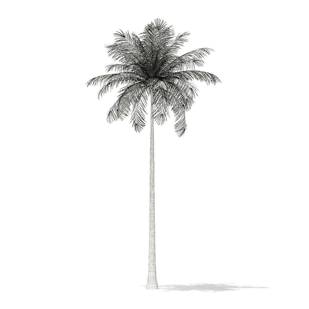 Bottle Palm Tree 3D Model 8m 3D model_5