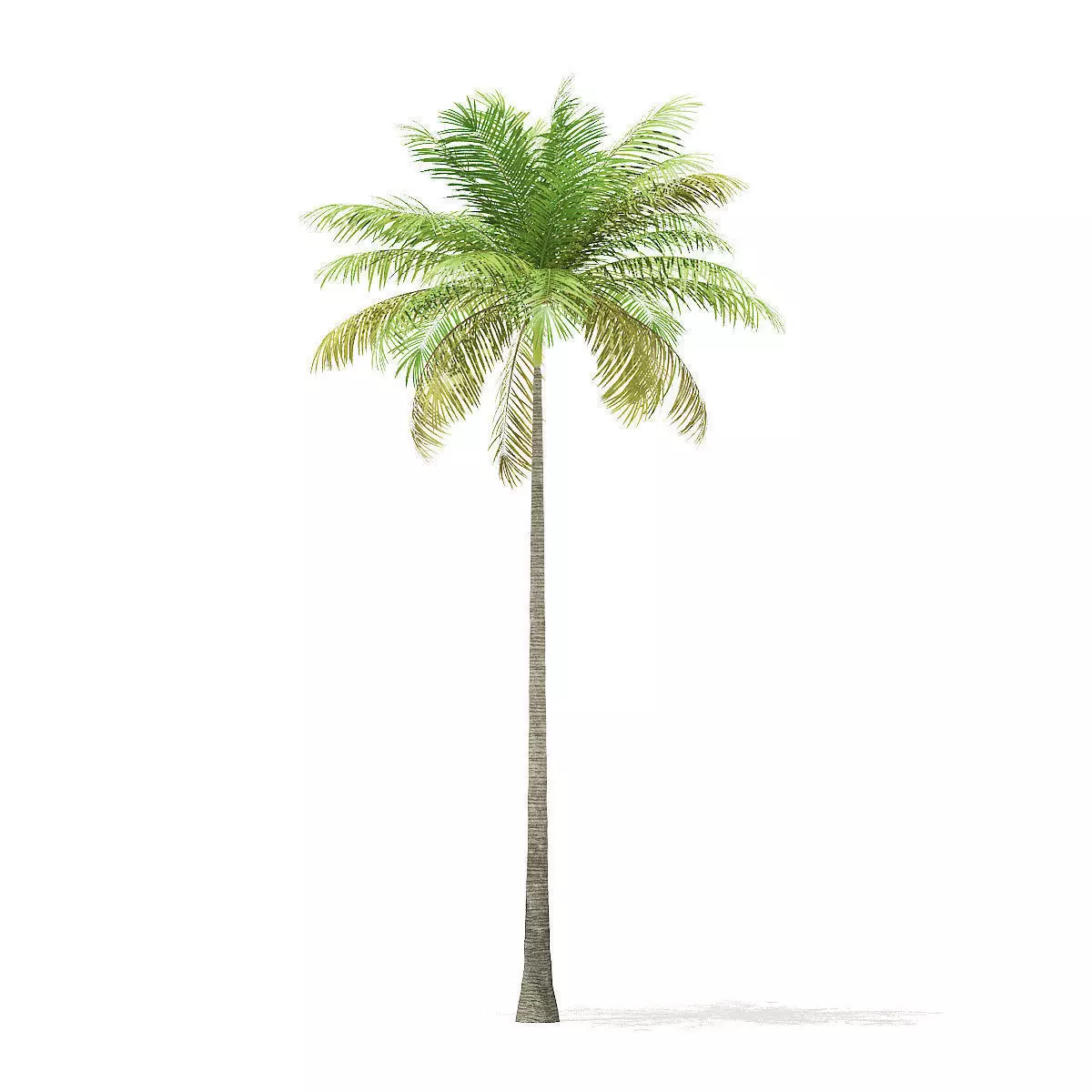 Bottle Palm Tree 3D Model 8m 3D model_0