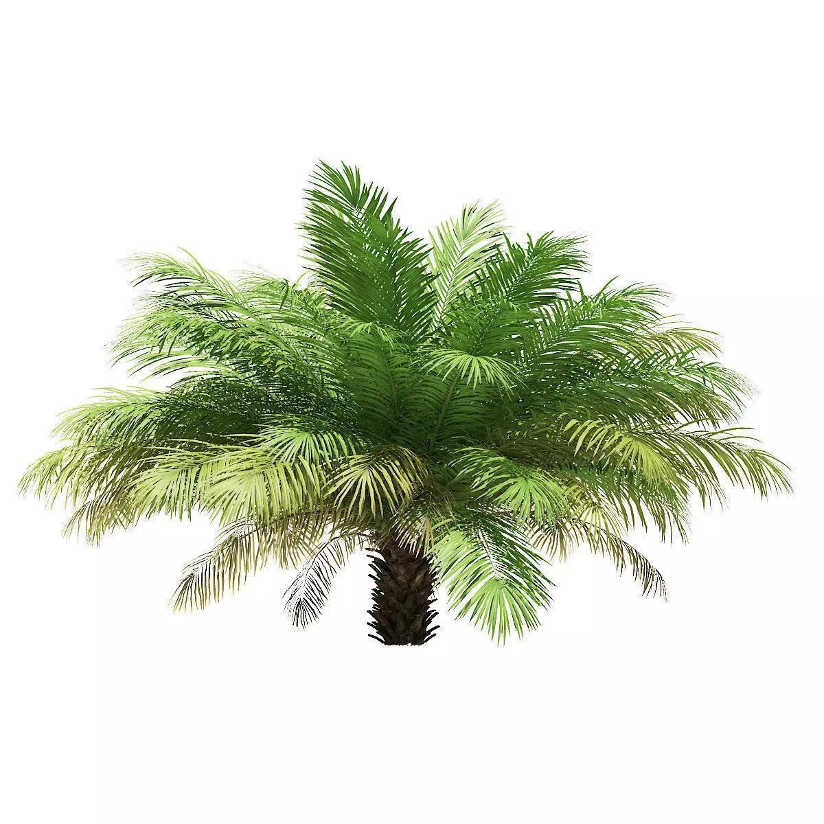 Date Palm Tree 3D Model 2m 3D model_0