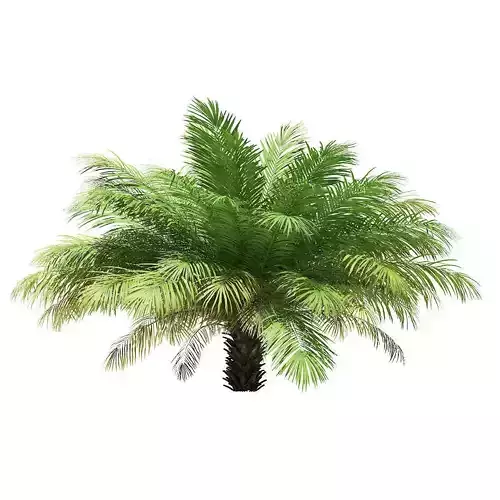 Date Palm Tree 3D Model 2m