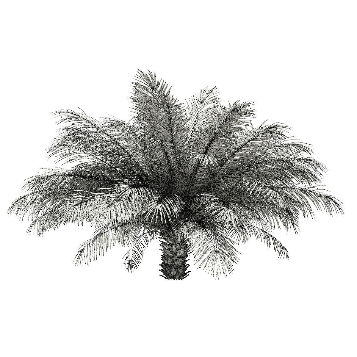 Date Palm Tree 3D Model 2m 3D model_3