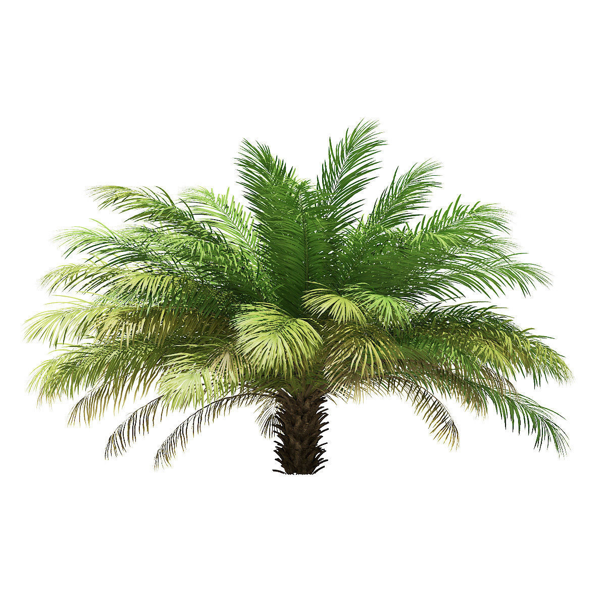 Date Palm Tree 3D Model 2m 3D model_6