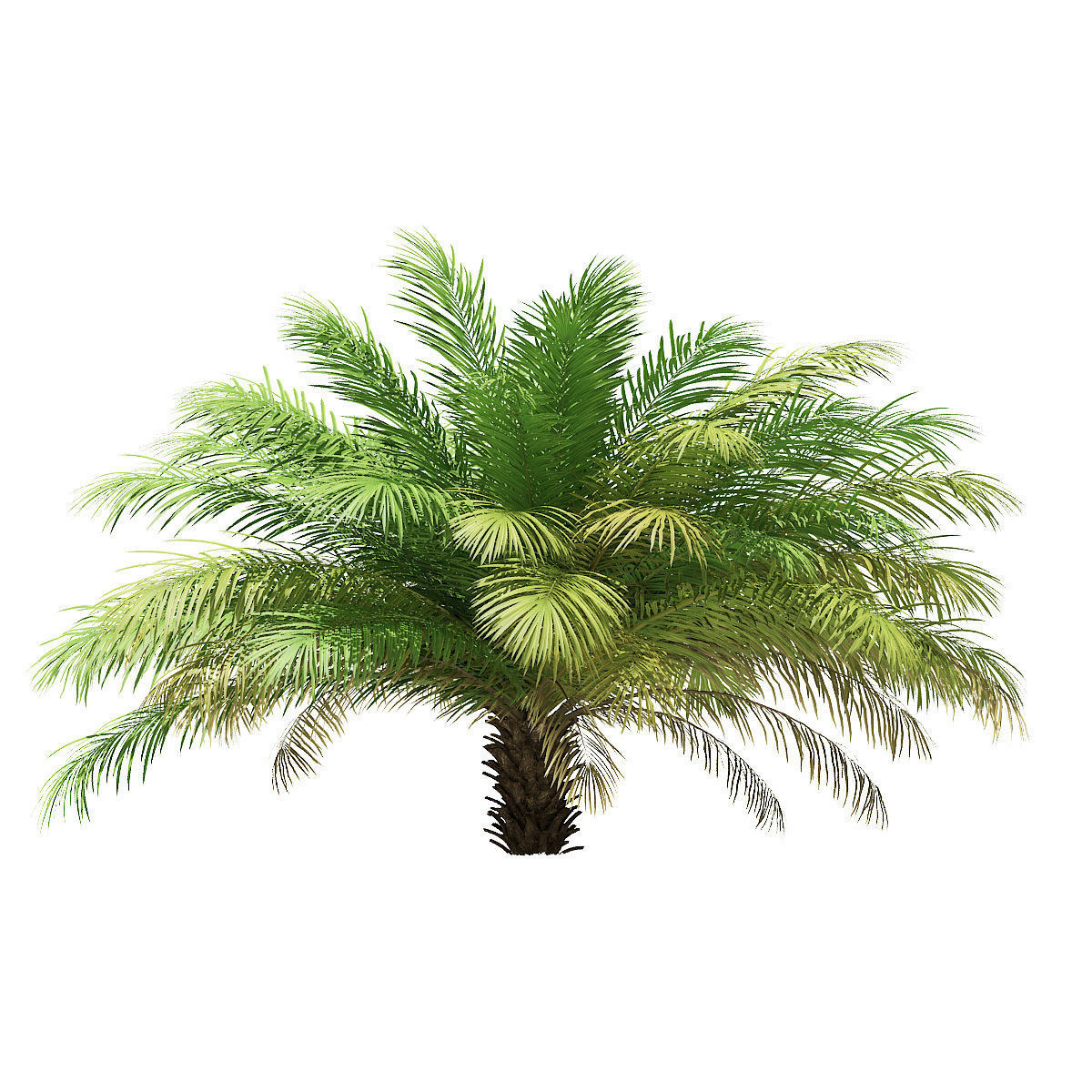 Date Palm Tree 3D Model 2m 3D model_2