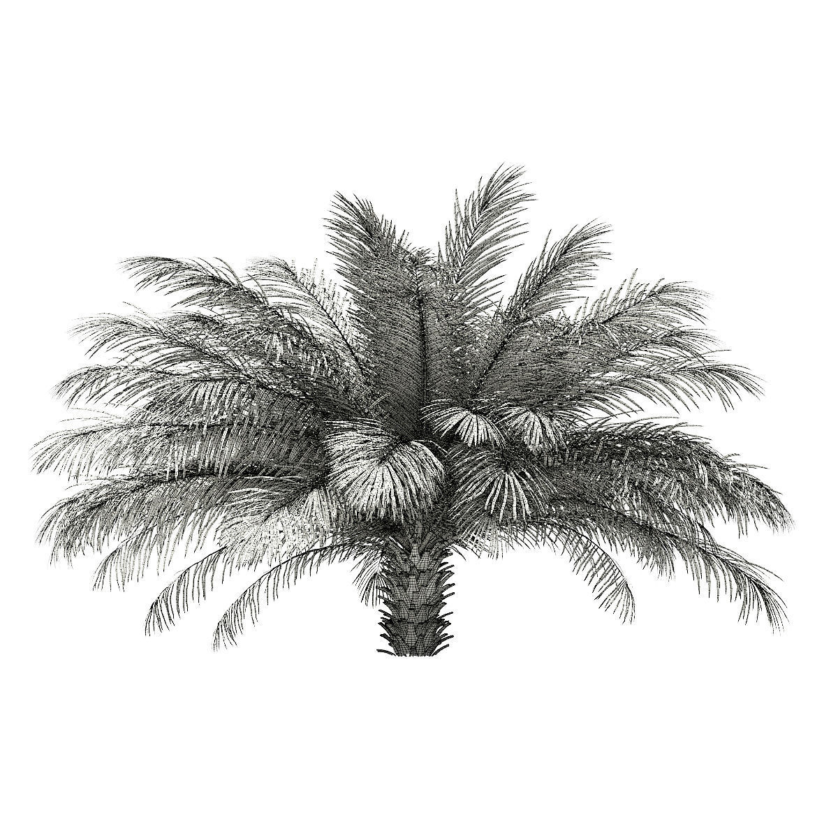 Date Palm Tree 3D Model 2m 3D model_1