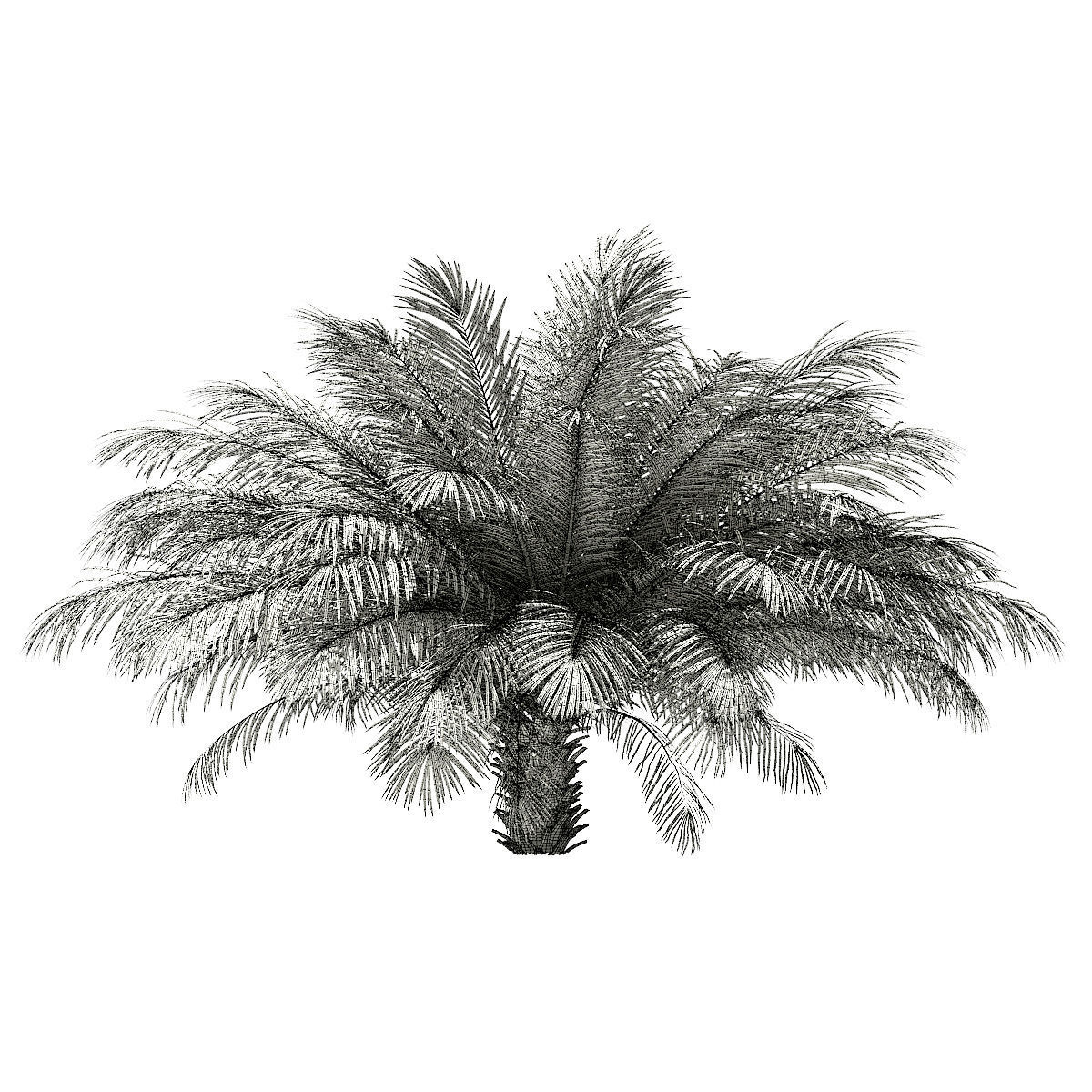 Date Palm Tree 3D Model 2m 3D model_7
