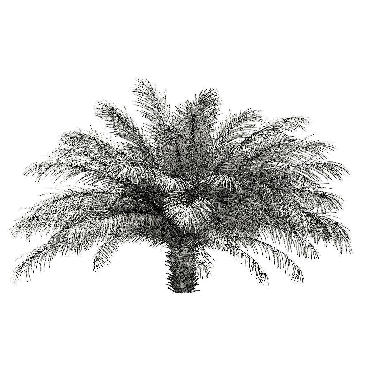 Date Palm Tree 3D Model 2m 3D model_5