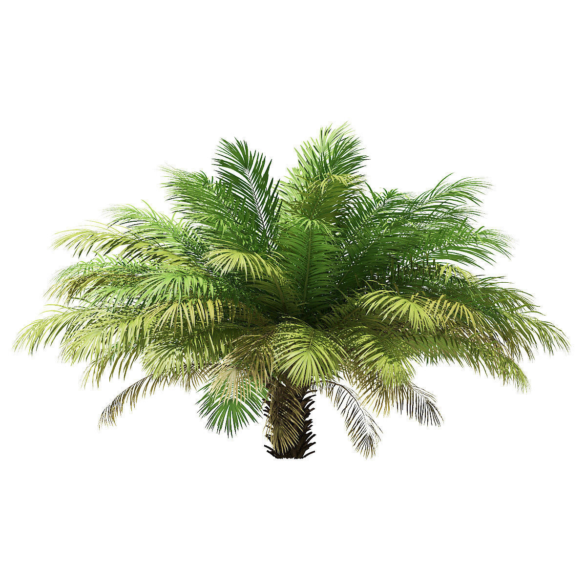Date Palm Tree 3D Model 2m 3D model_4
