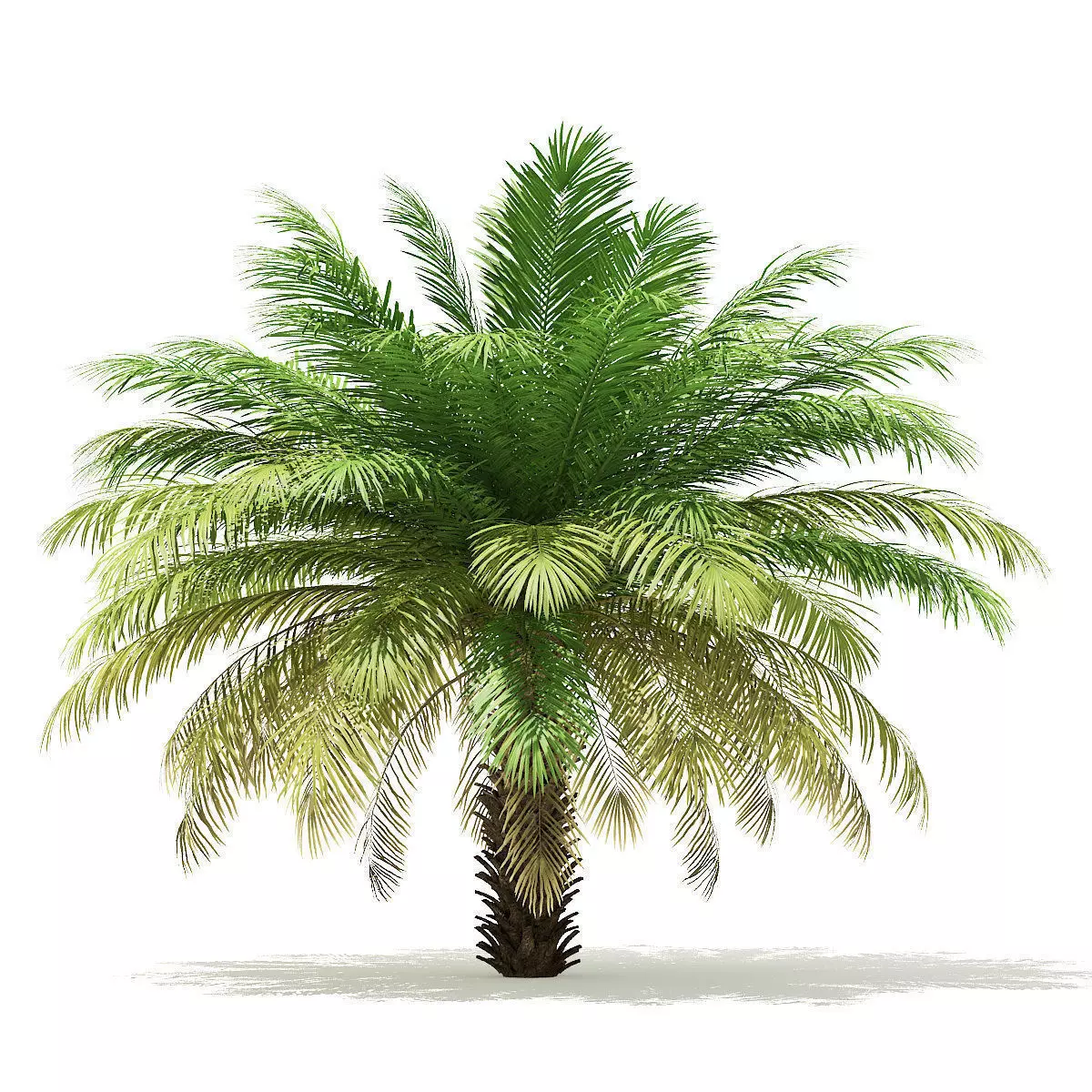 Date Palm Tree 3D Model 4m 3D model_0