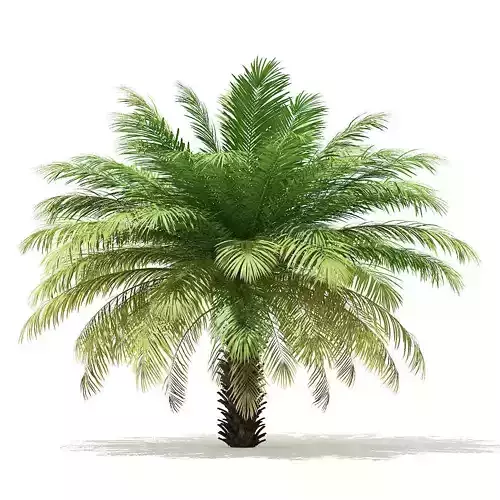 Date Palm Tree 3D Model 4m