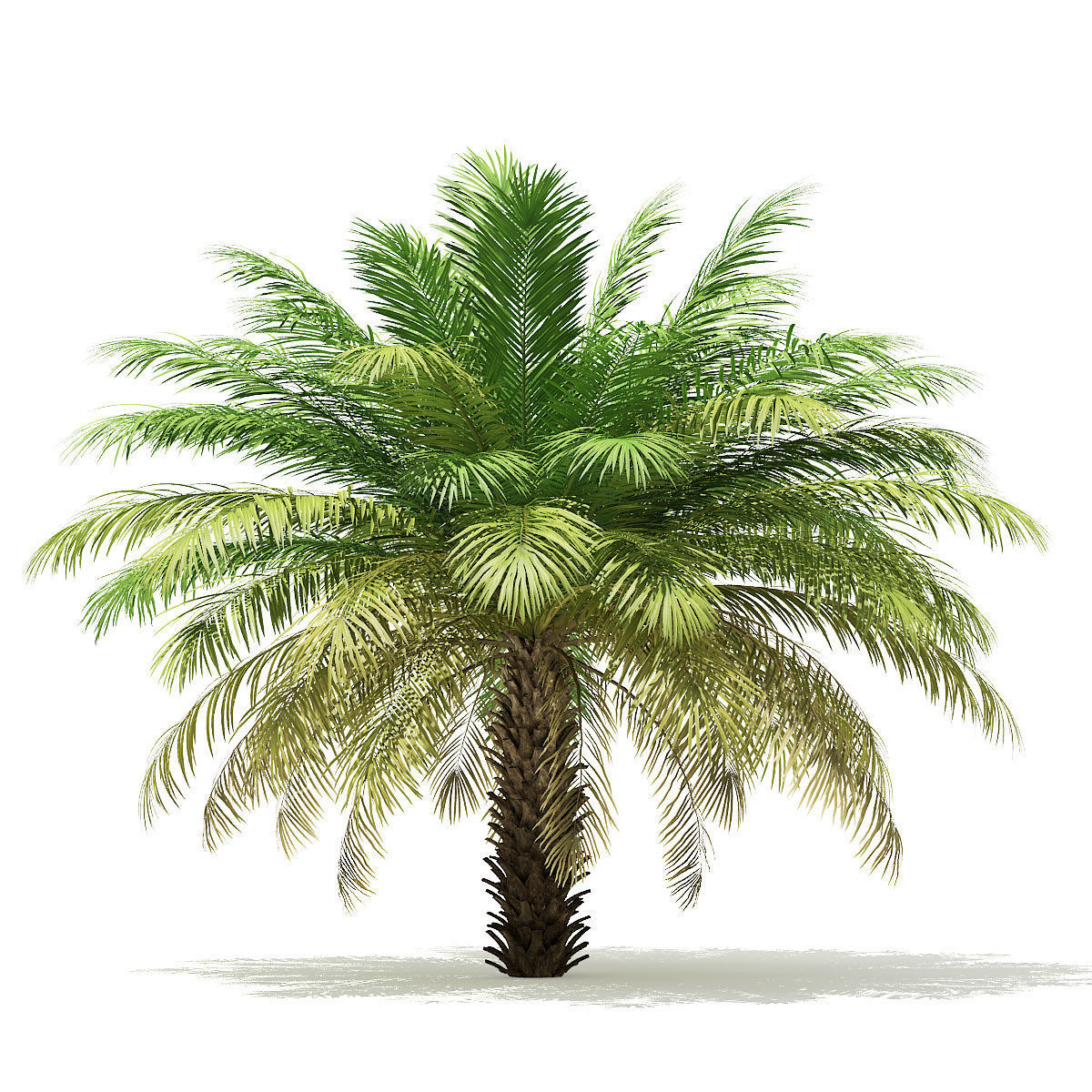 Date Palm Tree 3D Model 4m 3D model_4