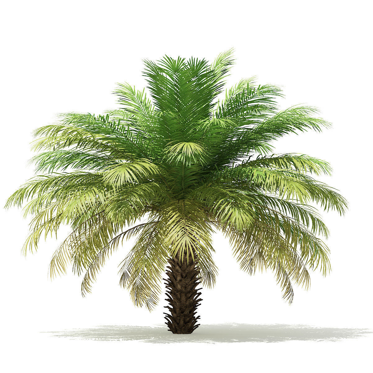 Date Palm Tree 3D Model 4m 3D model_6