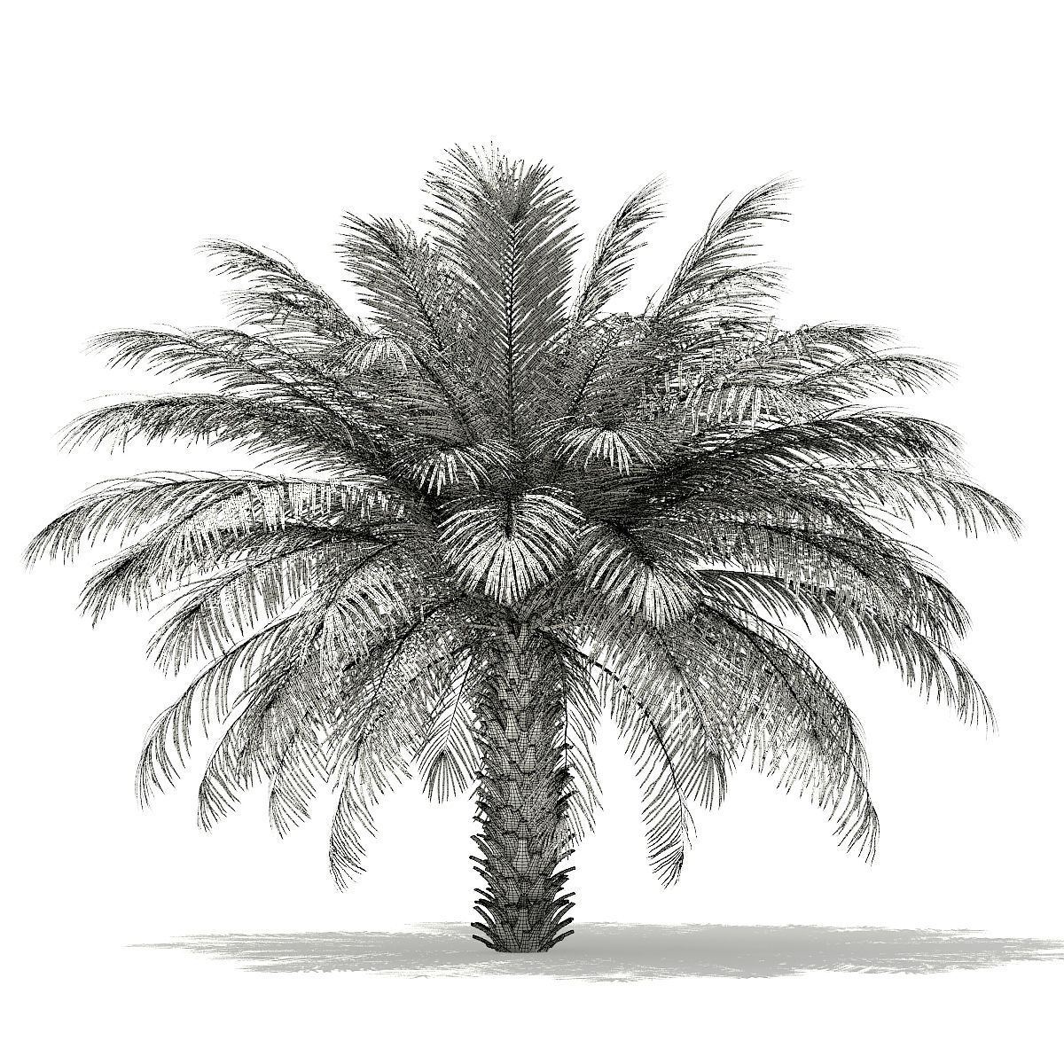 Date Palm Tree 3D Model 4m 3D model_7