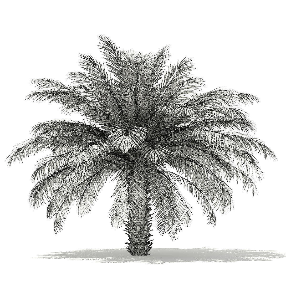 Date Palm Tree 3D Model 4m 3D model_5