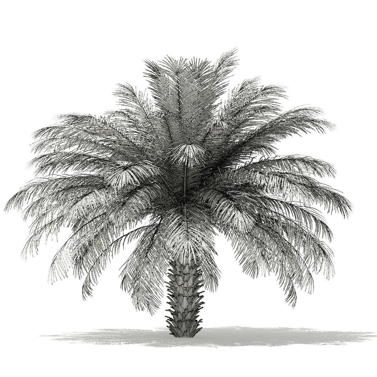 Date Palm Tree 3D Model 4m 3D model_1