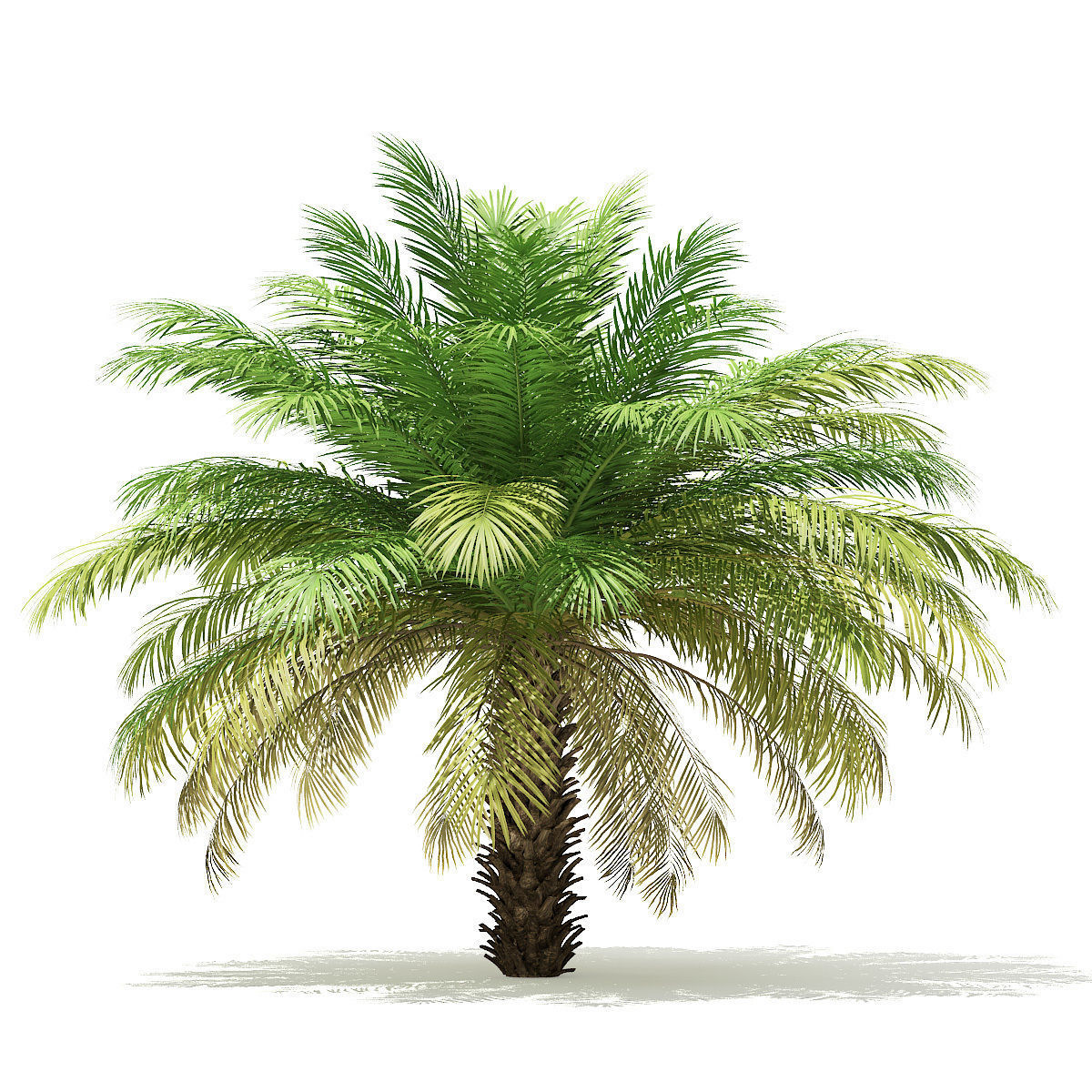 Date Palm Tree 3D Model 4m 3D model_2