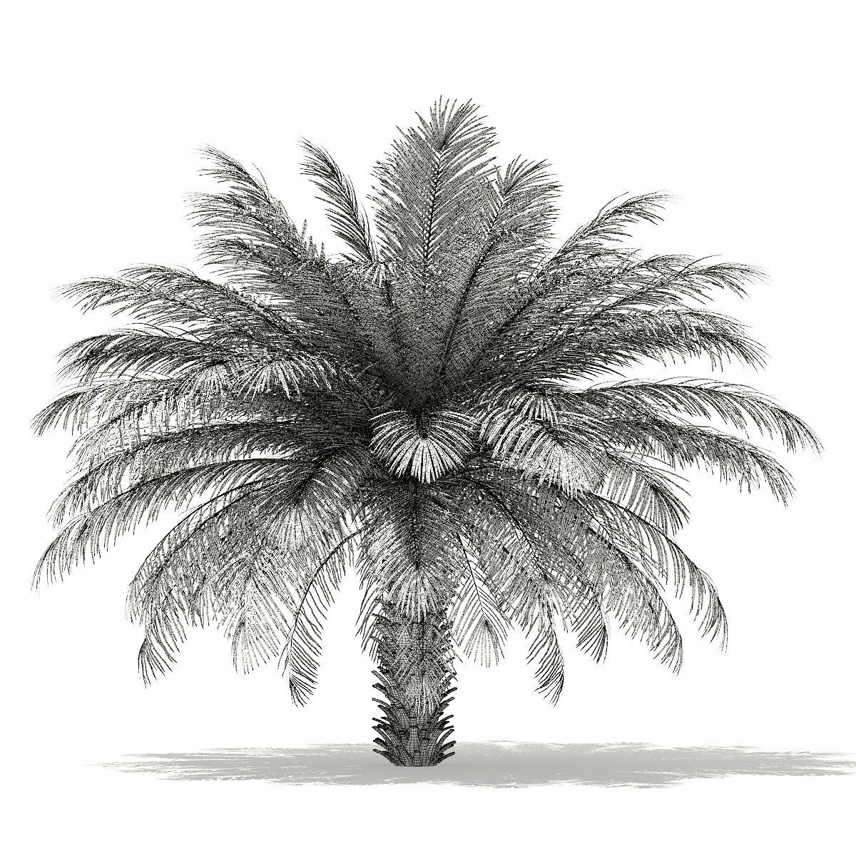 Date Palm Tree 3D Model 4m 3D model_3