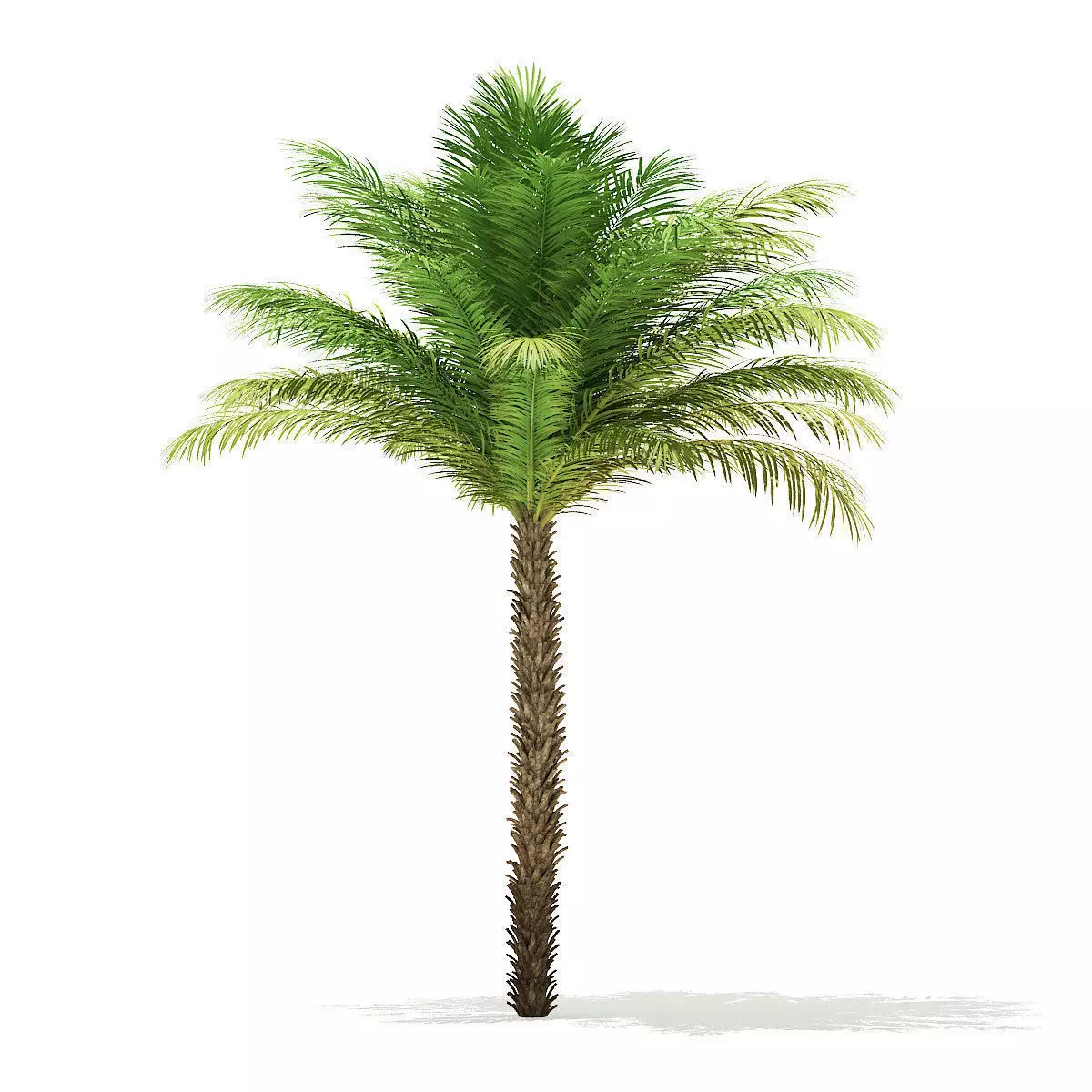 Date Palm Tree 3D Model 5m 3D model
