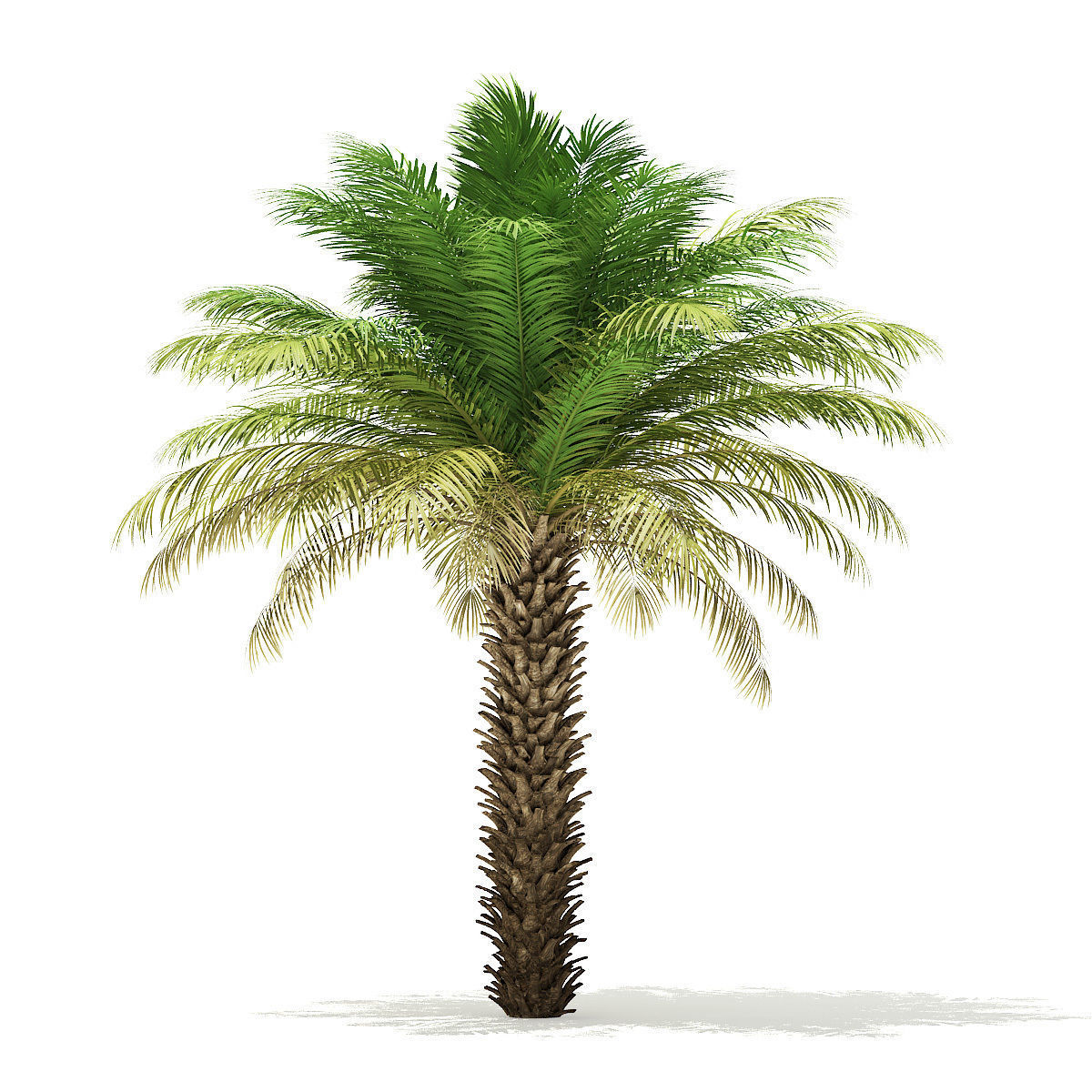 Date Palm Tree 3D Model 5m 3D model_2