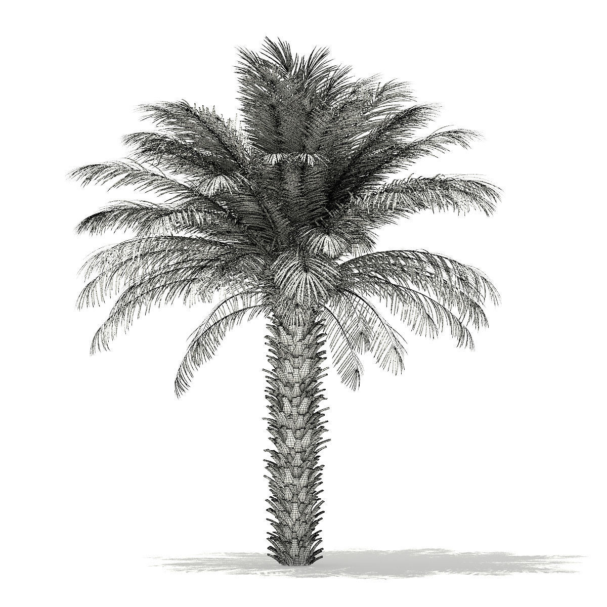 Date Palm Tree 3D Model 5m 3D model_3