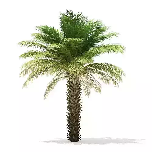 Date Palm Tree 3D Model 5m 3D model