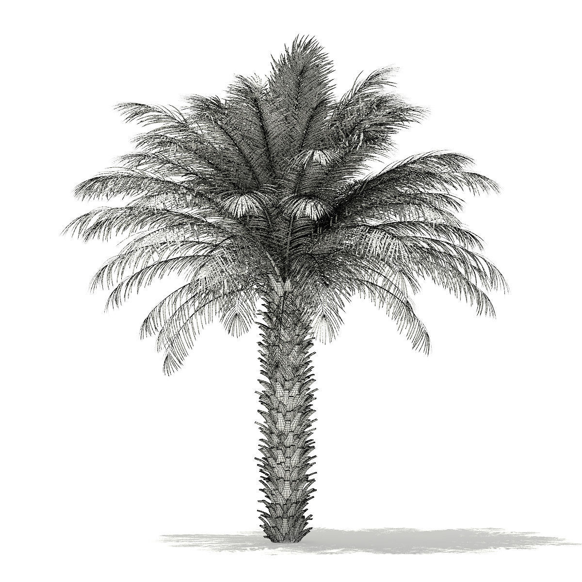 Date Palm Tree 3D Model 5m 3D model_1