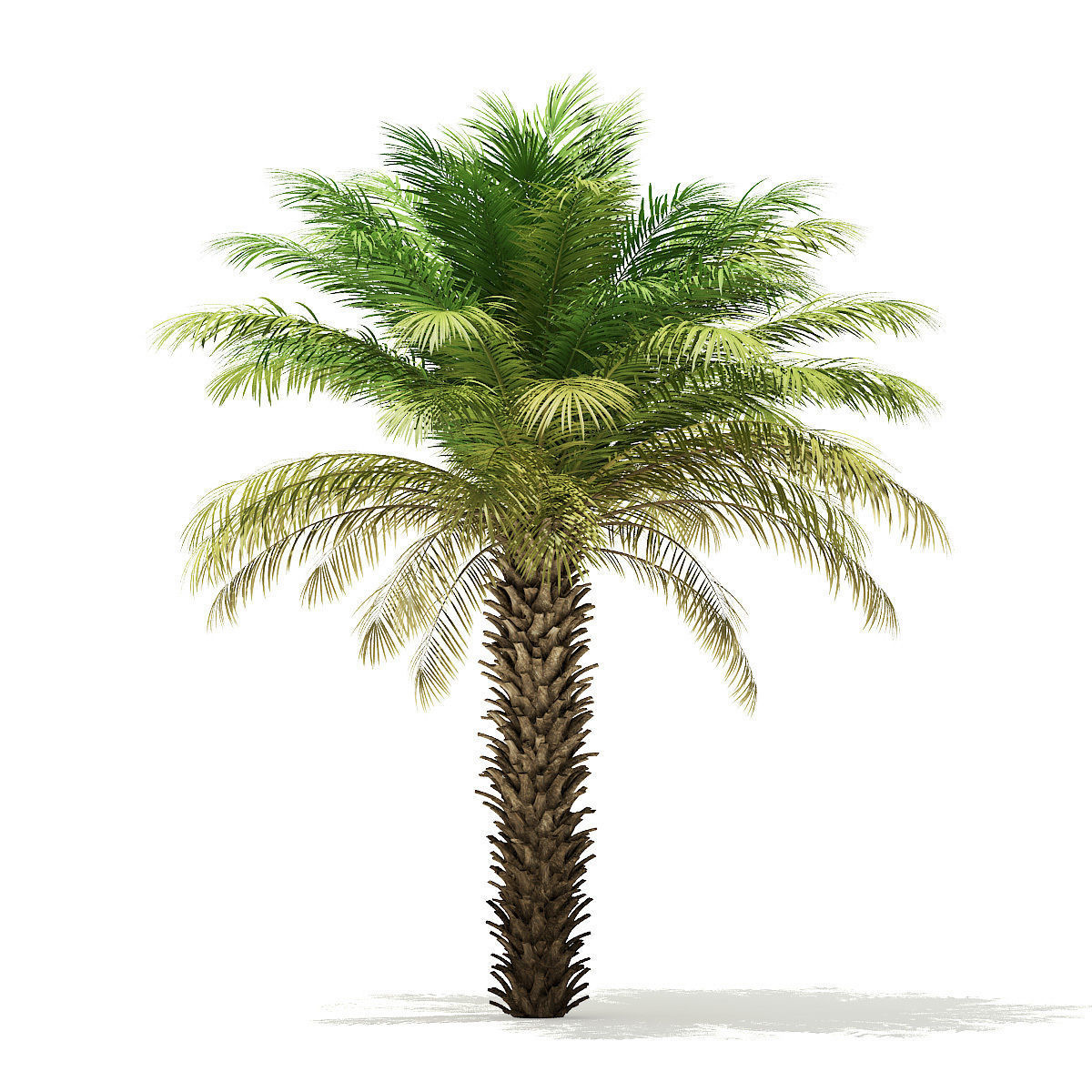 Date Palm Tree 3D Model 5m 3D model_4