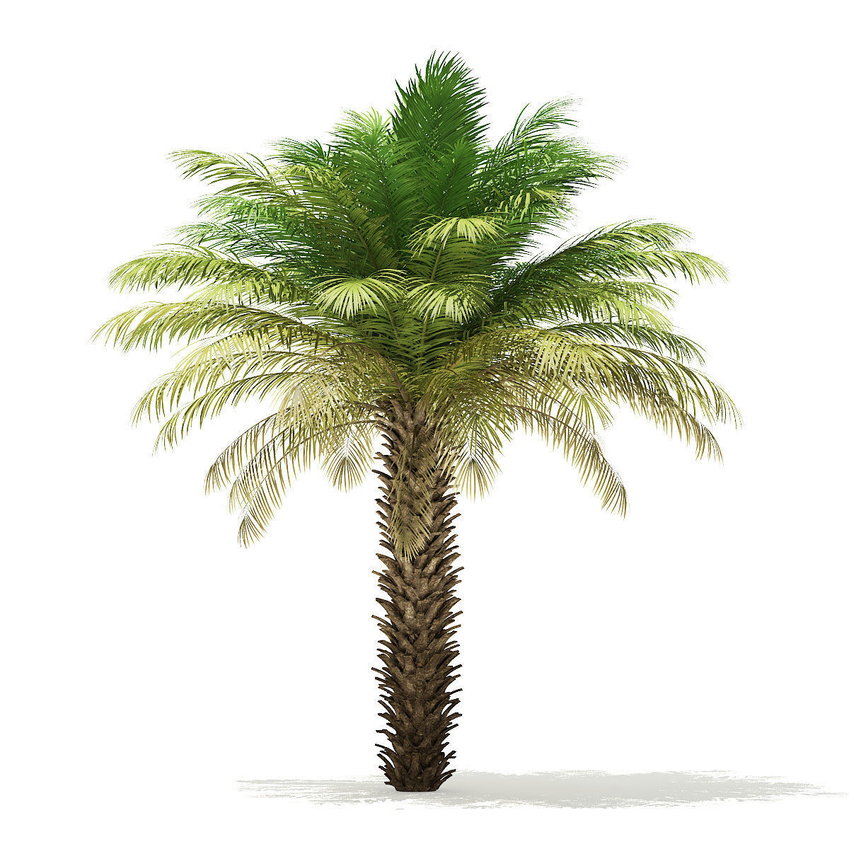 Date Palm Tree 3D Model 5m 3D model_6