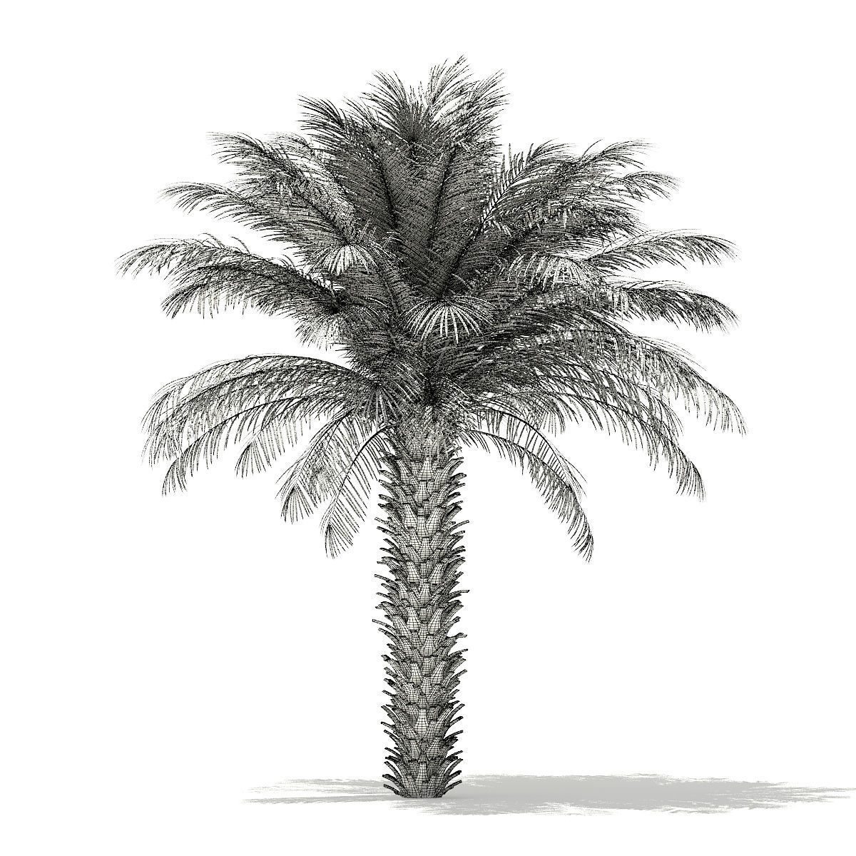 Date Palm Tree 3D Model 5m 3D model_7