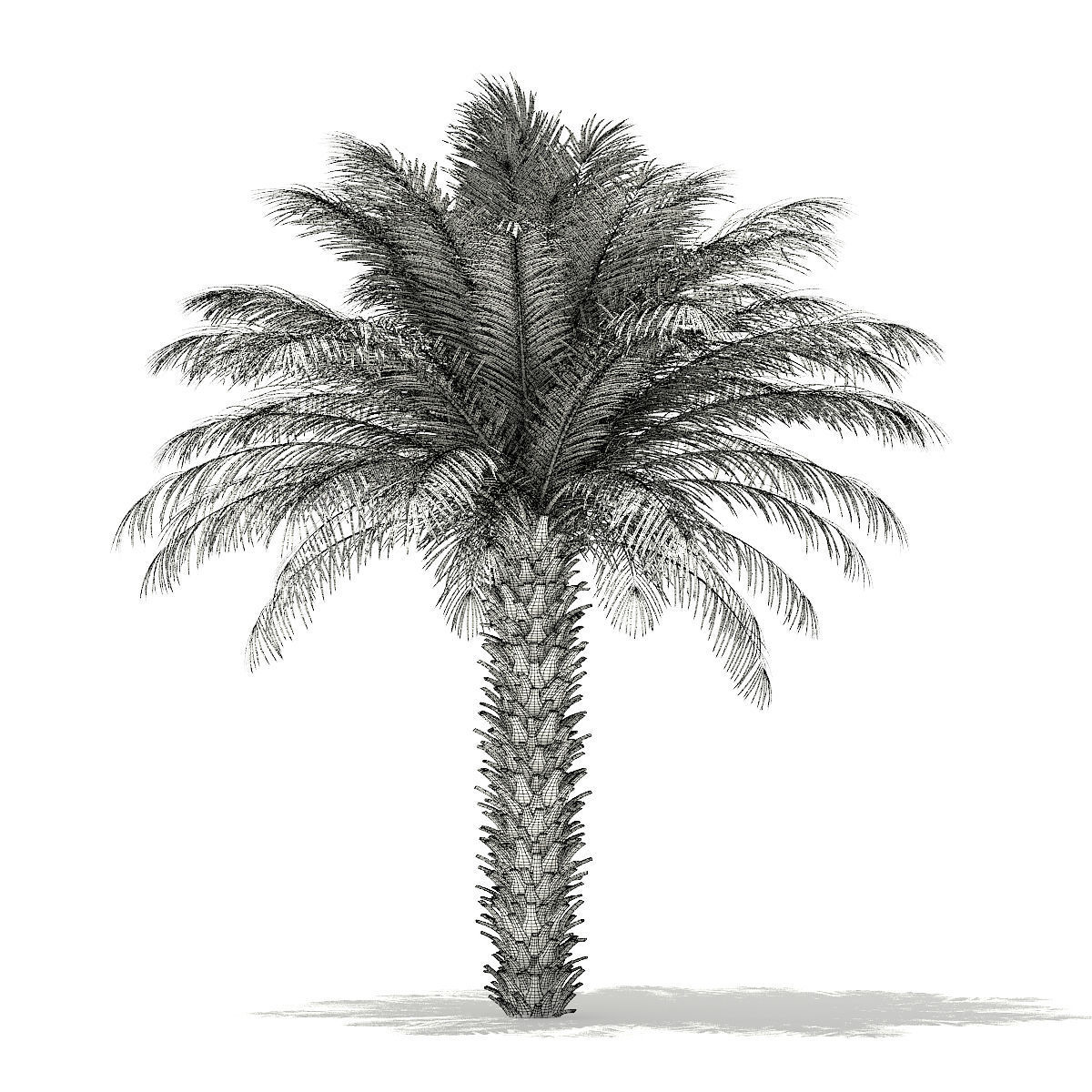 Date Palm Tree 3D Model 5m 3D model_5