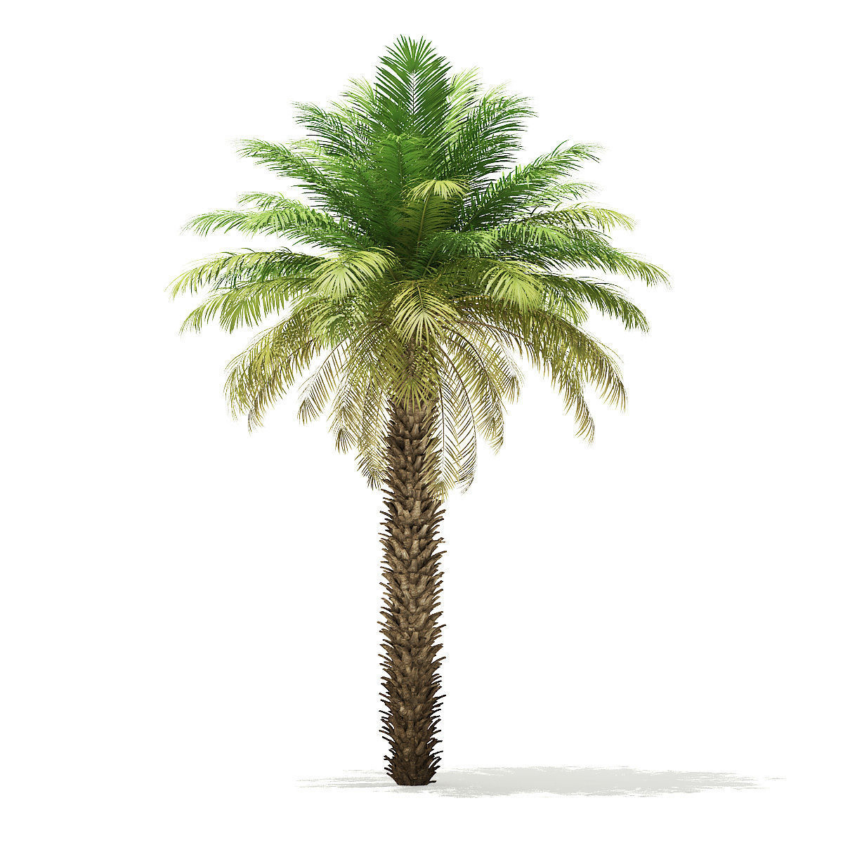 Date Palm Tree 3D Model 7m 3D model_2