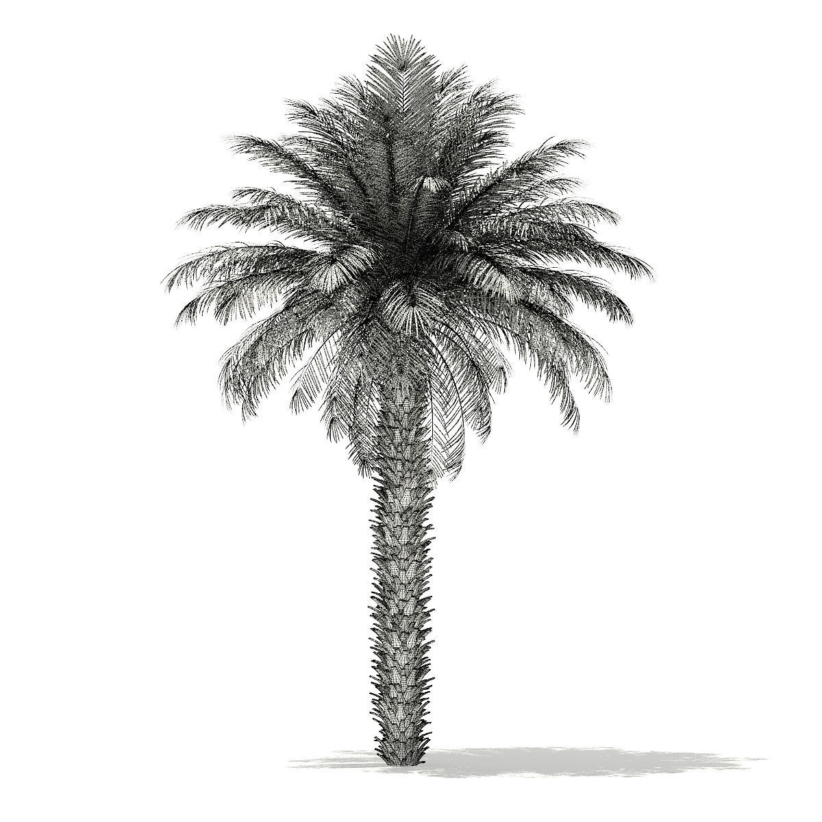 Date Palm Tree 3D Model 7m 3D model_5