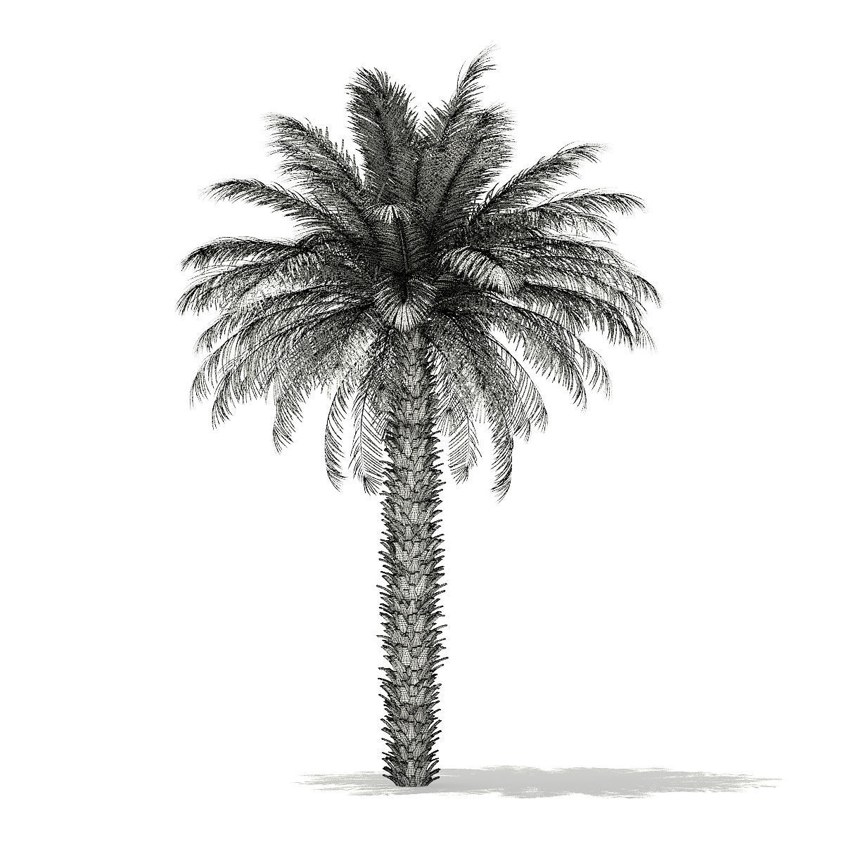 Date Palm Tree 3D Model 7m 3D model_3