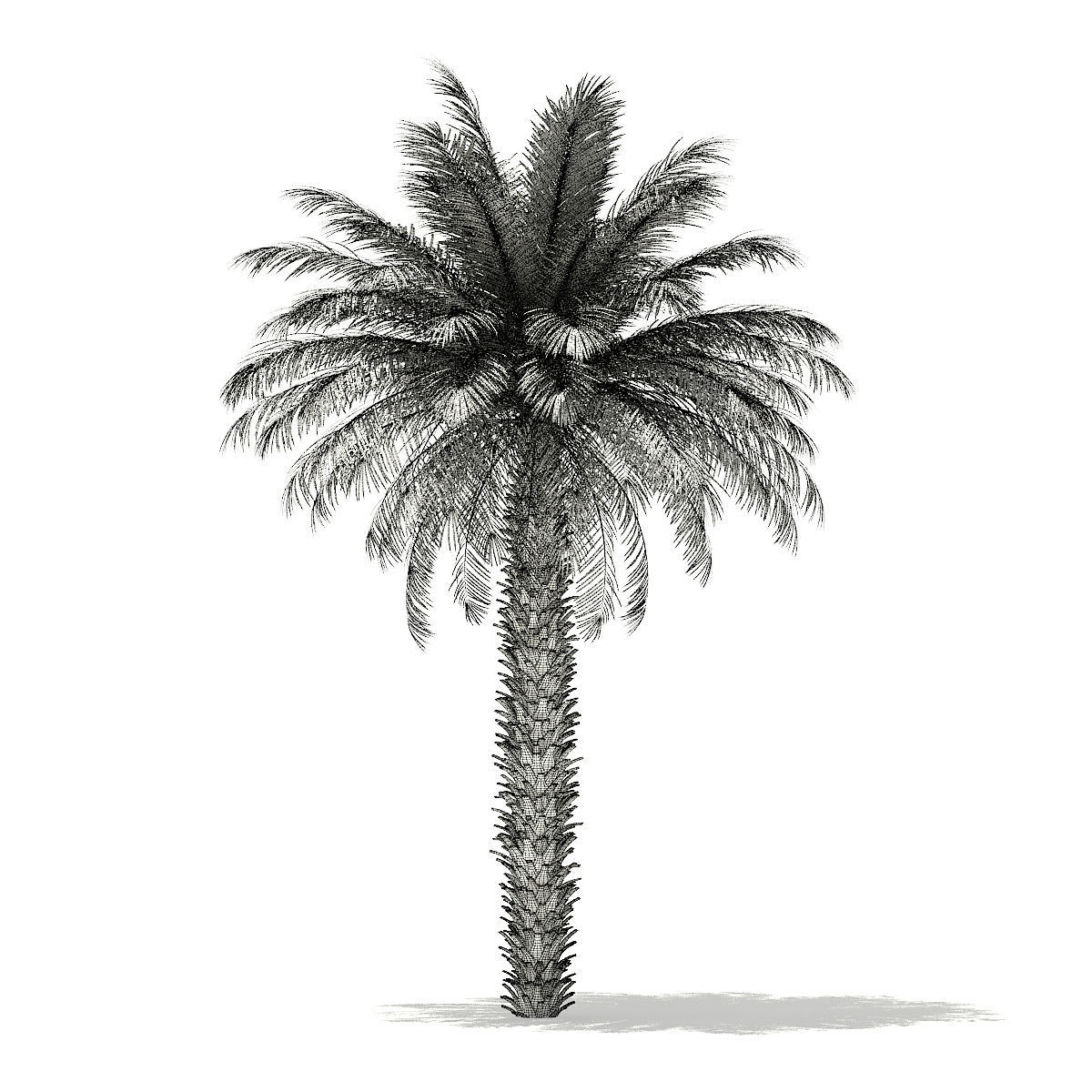 Date Palm Tree 3D Model 7m 3D model_7