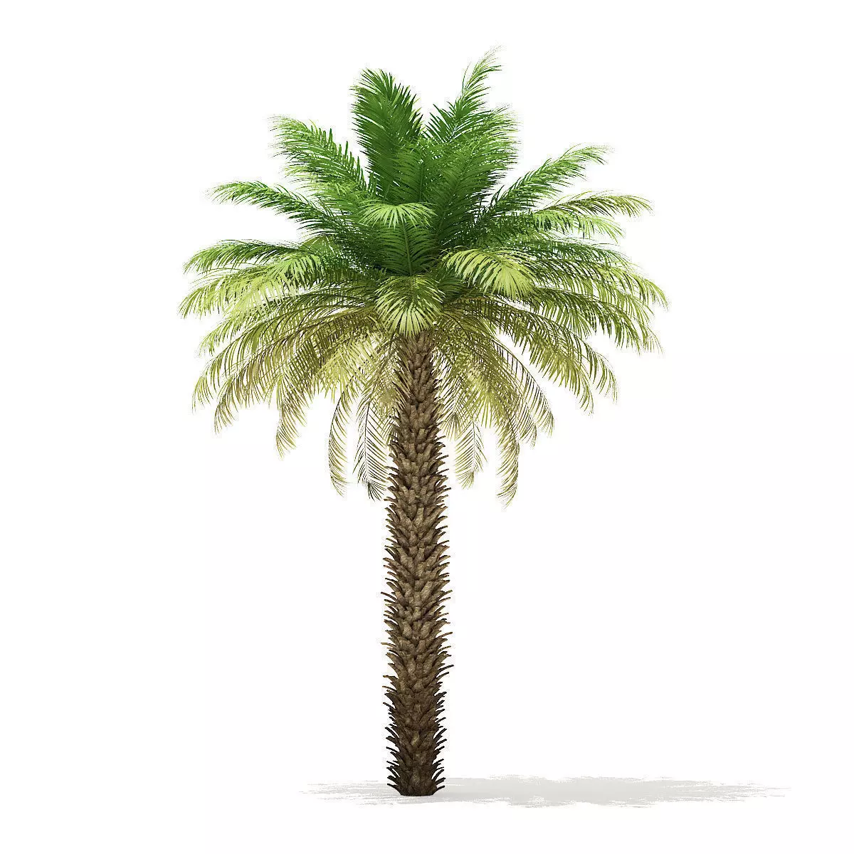 Date Palm Tree 3D Model 7m 3D model_0
