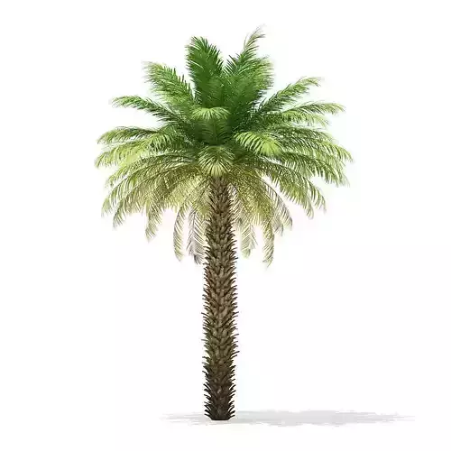 Date Palm Tree 3D Model 7m 3D model