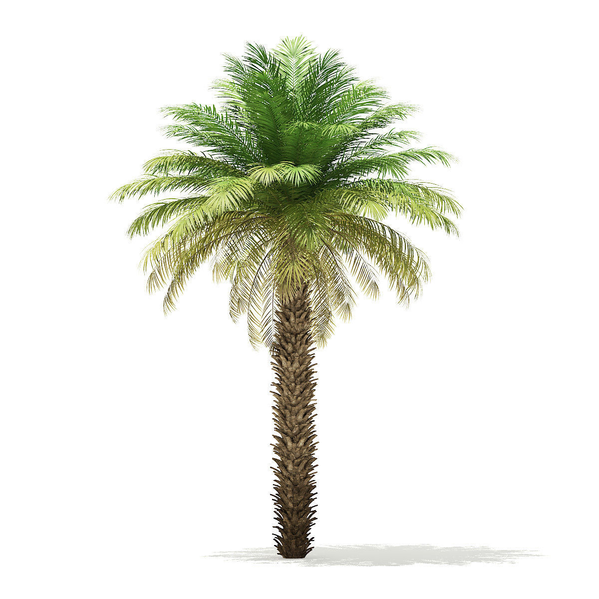 Date Palm Tree 3D Model 7m 3D model_6