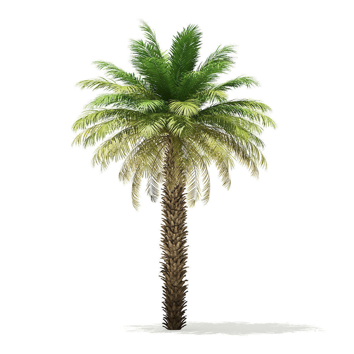 Date Palm Tree 3D Model 7m 3D model_4