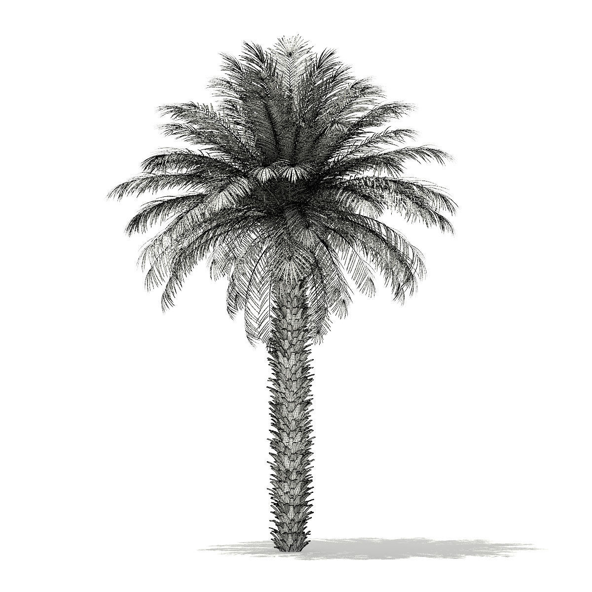 Date Palm Tree 3D Model 7m 3D model_1