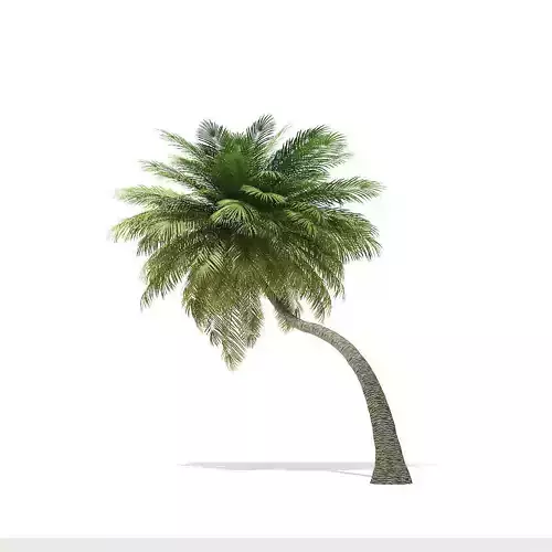 Coconut Palm Tree 3D Model 6m