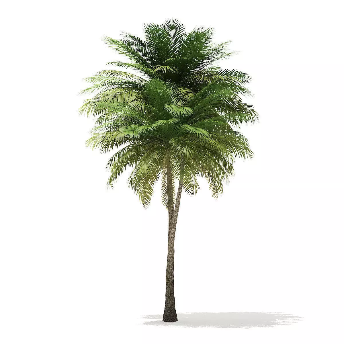 Coconut Palm Tree 3D Model 9m 3D model_0