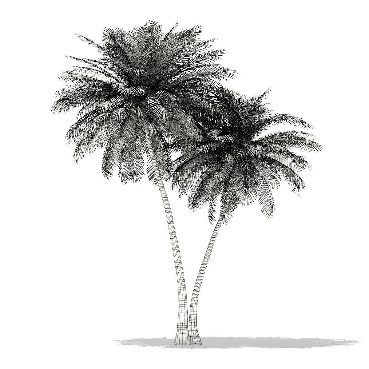 Coconut Palm Tree 3D Model 9m 3D model_1